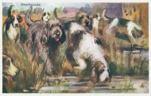 Foxhounds: Otterhounds