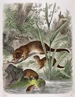 Otters: OTTERS