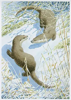 Otters