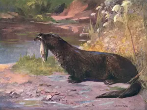 Lutra: OTTERS/CUTHBERT SWAN
