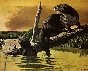 Alarmed: Otters Fear Forest Fire