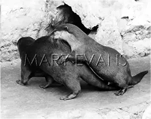 Clawed: OTTERS MATING