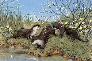 Narcissi: Three Otters on River Bank