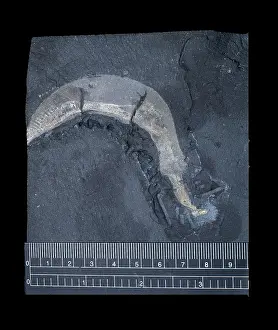 Shale: Ottoia prolifica, priapulid worm