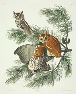Pinus: Otus asio, eastern screech owl