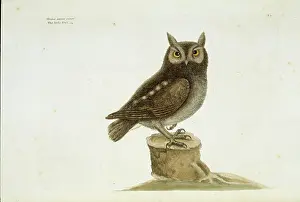 Strigiformes: Otus asio, eastern screech owl