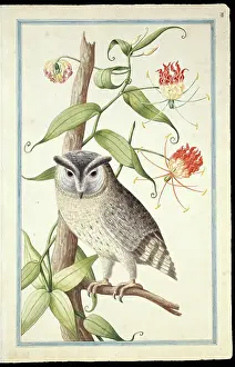 Strigiformes: Otus bakkamoena, collared scops owl