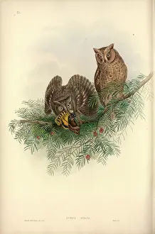Strigiformes: Otus scops, Eurasian scops owl