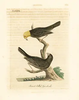 Loxia: Ou, Psittirostra psittacea. Critically endangered