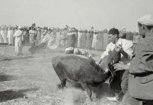 Followed: Oued Zem-Morocco-Revolution