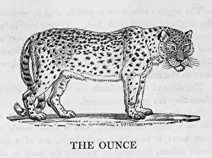 Ounce: OUNCE (BEWICK)