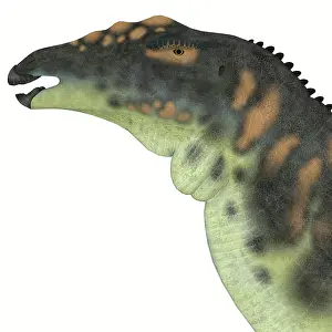 Styracosterna: Ouranosaurus dinosaur head