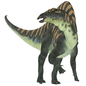 Styracosterna: Ouranosaurus dinosaur, white background