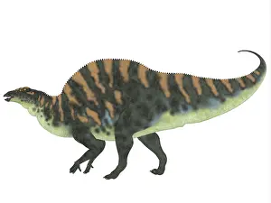 Iguanodont: Ouranosaurus dinosaur, white background