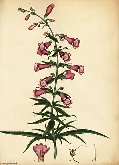 Volume 1: Ourisia ruellioides