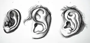 Nerves: Outer ear