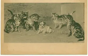 Outnumbered: Outnumbered! Kittens and puppy