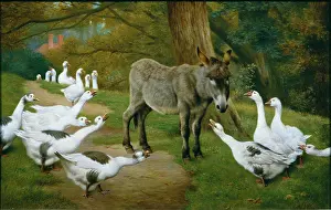 Weekes: Outvoted – donkey and geese