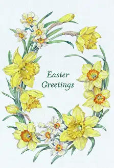 Narcissi: Oval border of daffodils and narcissi