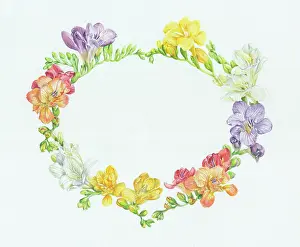 Freesias: Oval border with freesias
