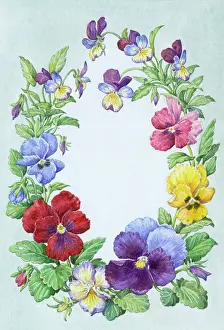 Violas: Oval border of pansies and violas