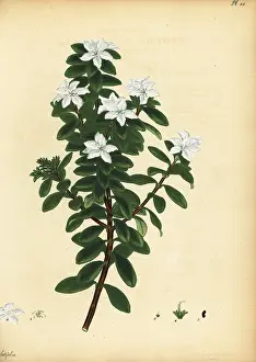 Botanical Artist: Oval leaf buchu, Agathosma crenulata
