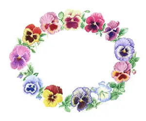Pansies: Oval Pansy Border