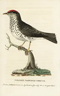 Ovenbird: Ovenbird, Seiurus aurocapilla