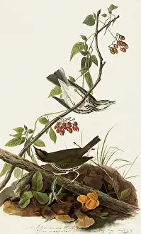 Ovenbird: Ovenbird, Seiurus aurocapillus