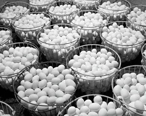 Leghorn: Overall Pattern Metal Baskets Full of Leghorn Chicken Eggs