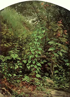 Densely: Overgrown Land