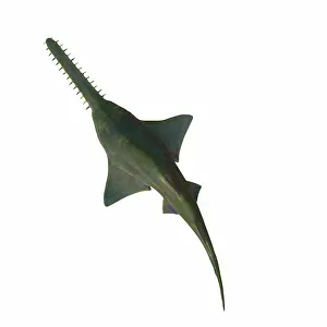 Overhead: Overhead view of the predatory Onchopristis sawfish