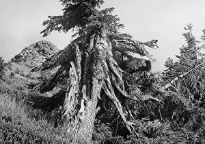 Knocked: Overturned spruce in the Bohemian Forest, 1942