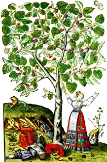 Ovidius: Ovid's Pyramus and Thisbe Myth