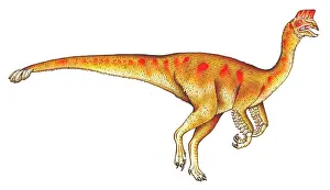 Konopelko: Oviraptor
