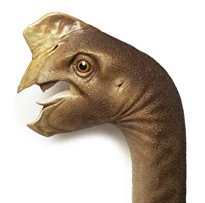 Oviraptoridae: Oviraptor
