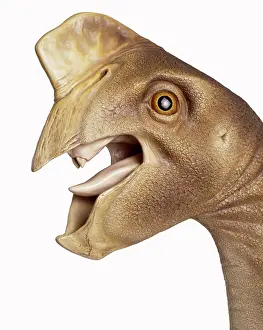 Dinosaurs: Oviraptor