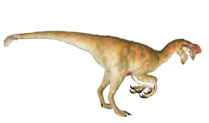 Saurischian: Oviraptor