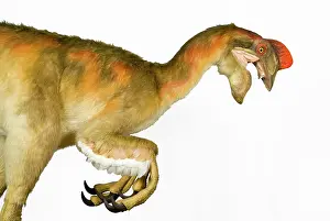 Saurischian: Oviraptor