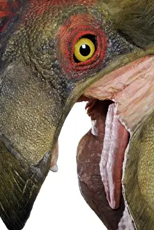 Saurischian: Oviraptor