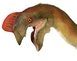 Saurischian: Oviraptor