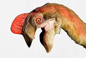 Saurischian: Oviraptor