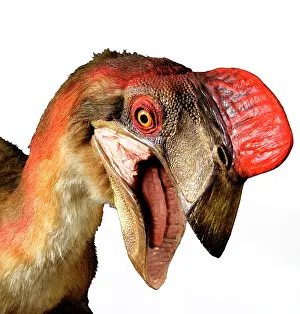 Saurischian: Oviraptor
