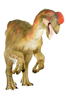 Saurischian: Oviraptor