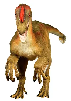 Saurischian: Oviraptor
