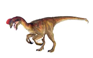 Saurischian: Oviraptor