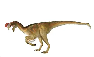 Saurischian: Oviraptor
