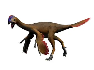 Crowing: Oviraptor dinosaur