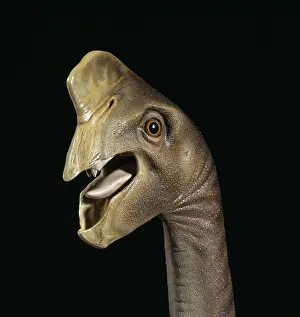 Oviraptoridae: Oviraptor head