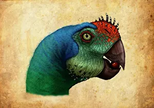 Pupil: Oviraptor head detail